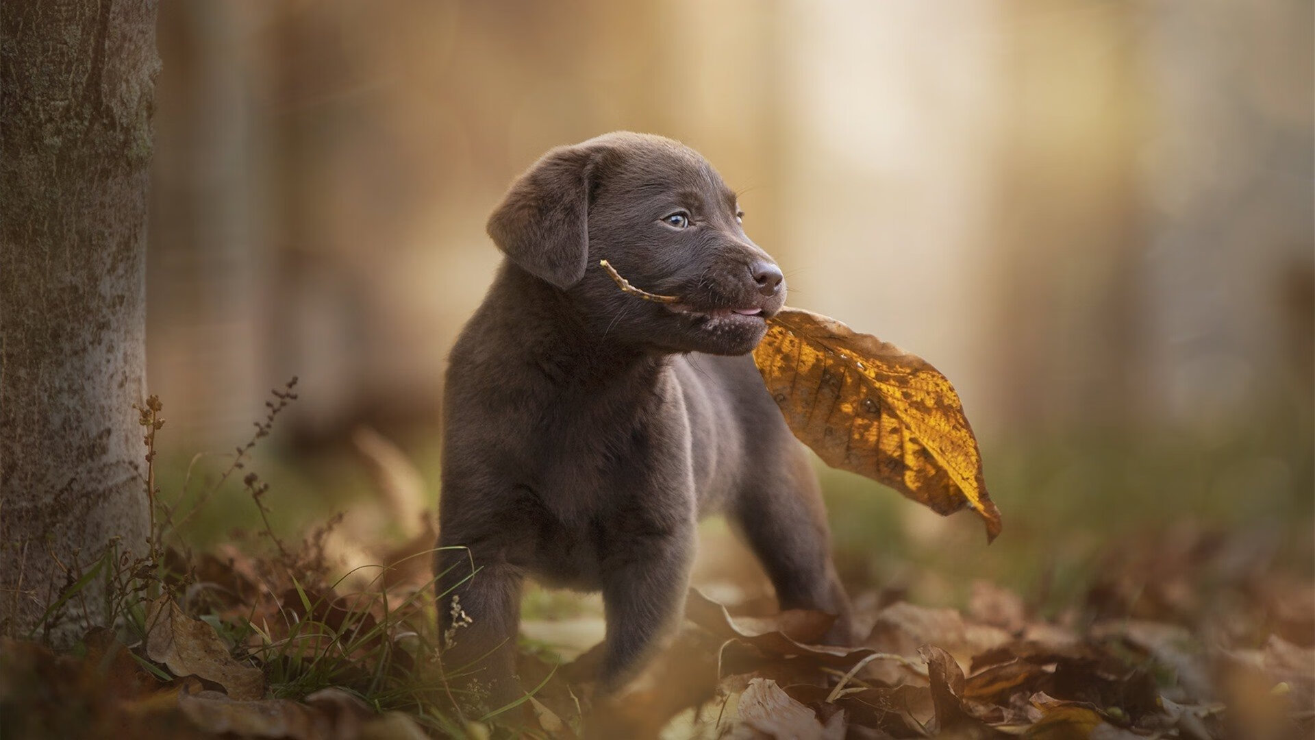 乐鱼（中国）体育官方网站-CBA关注体育文化推广推动篮球普及，cba推介