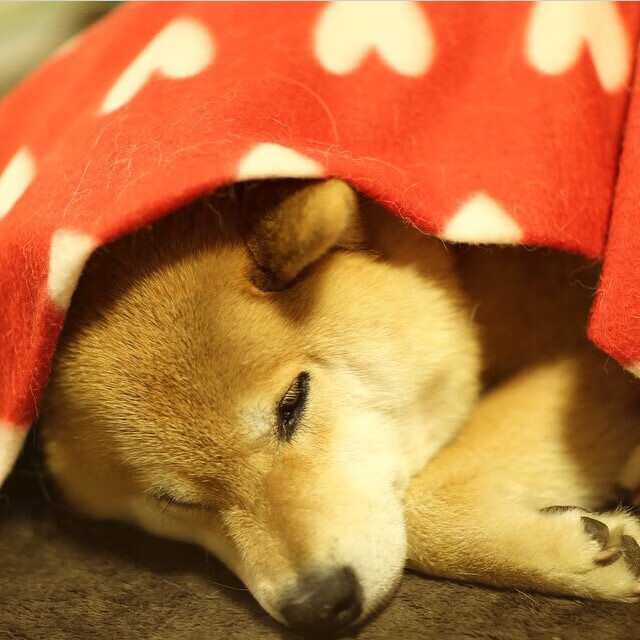 CBA球队着眼球员职业发展长期规划，cba球员职业生涯多长