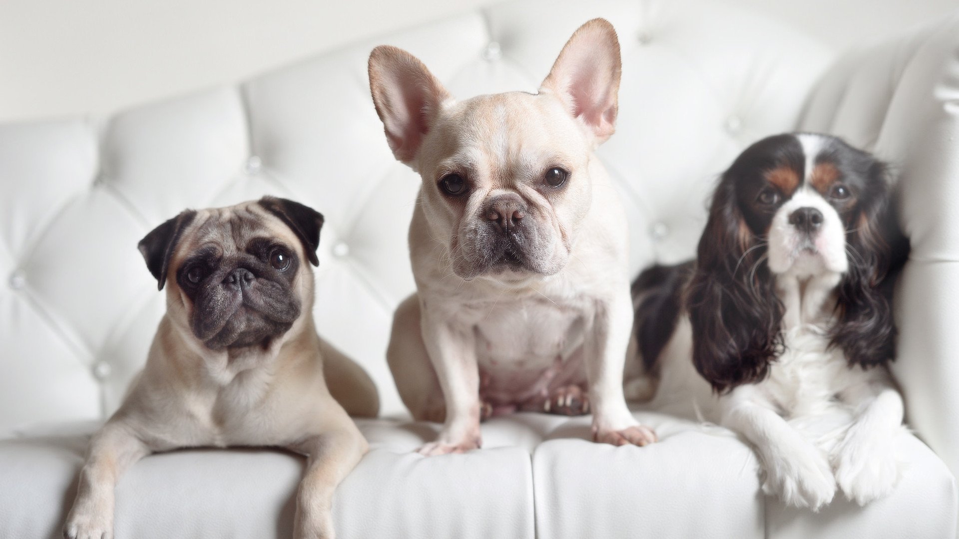 主教练是否因赛程密度调整战术板节奏控制方式，主教练挑战