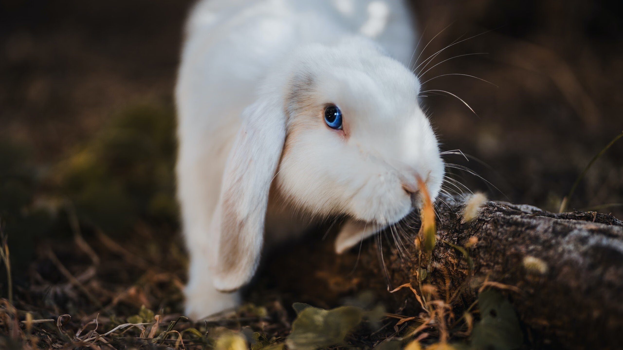 APP下载 LY Sports-关键时刻谁更敢打最后一球，最后一球打得挺潇洒