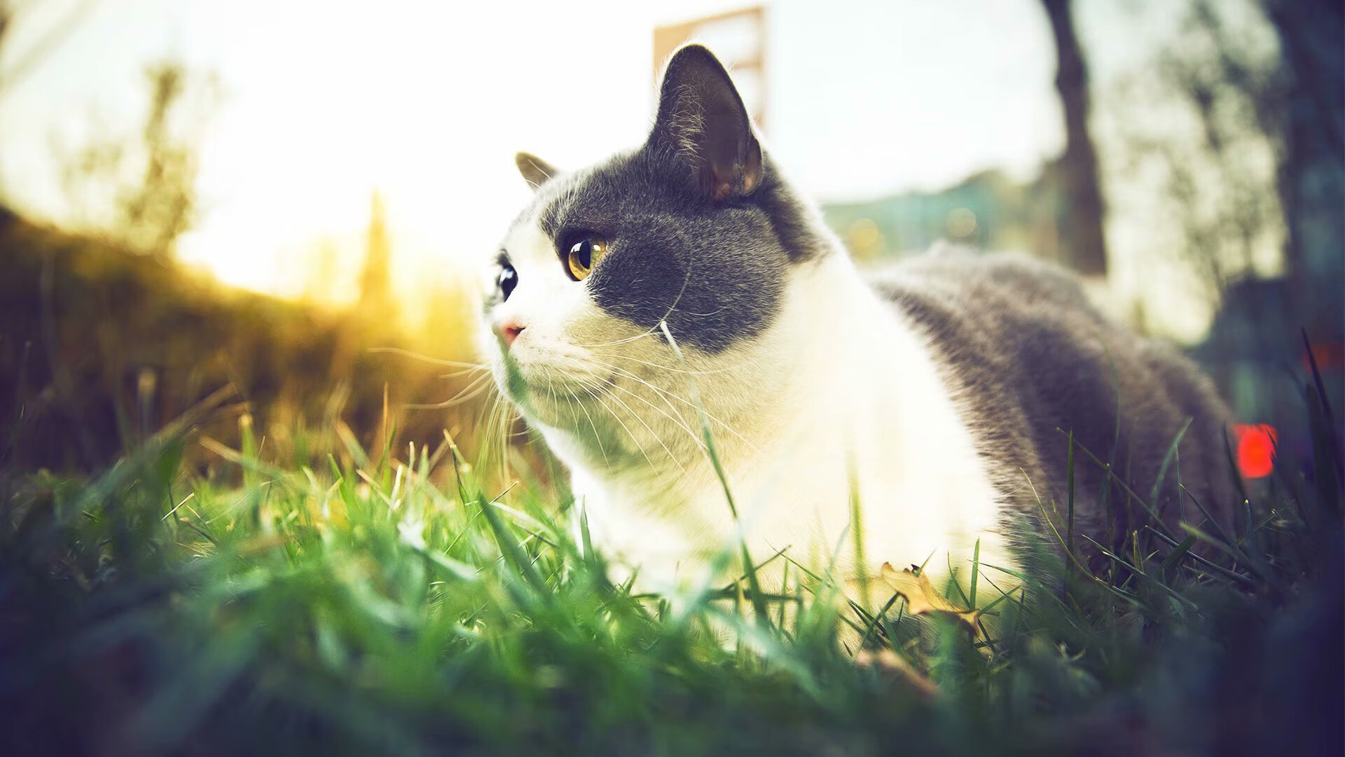 乐鱼官网-国家队技战术执行缺少后勤联动保障