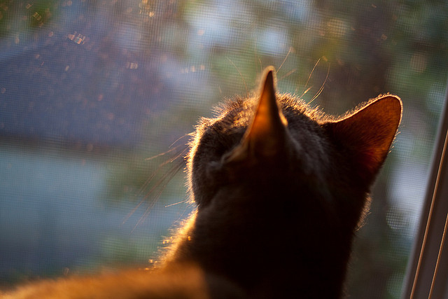 乐鱼娱乐app-女子200蝶起跳与转身综合评分，女子200米蝶泳决赛视频回放