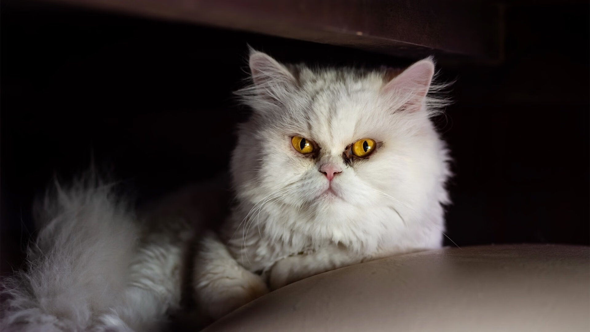 拜仁持续投资数据分析与比赛模型,拜仁投资人