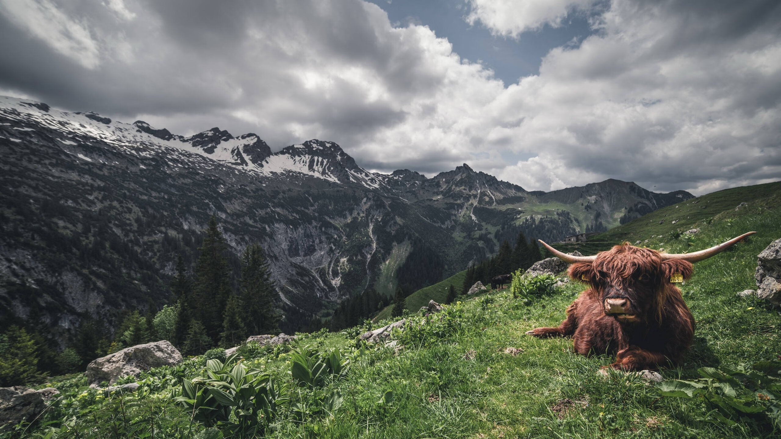 掩护战术节奏训练是否应成为常规体系核心，战术掩护推进