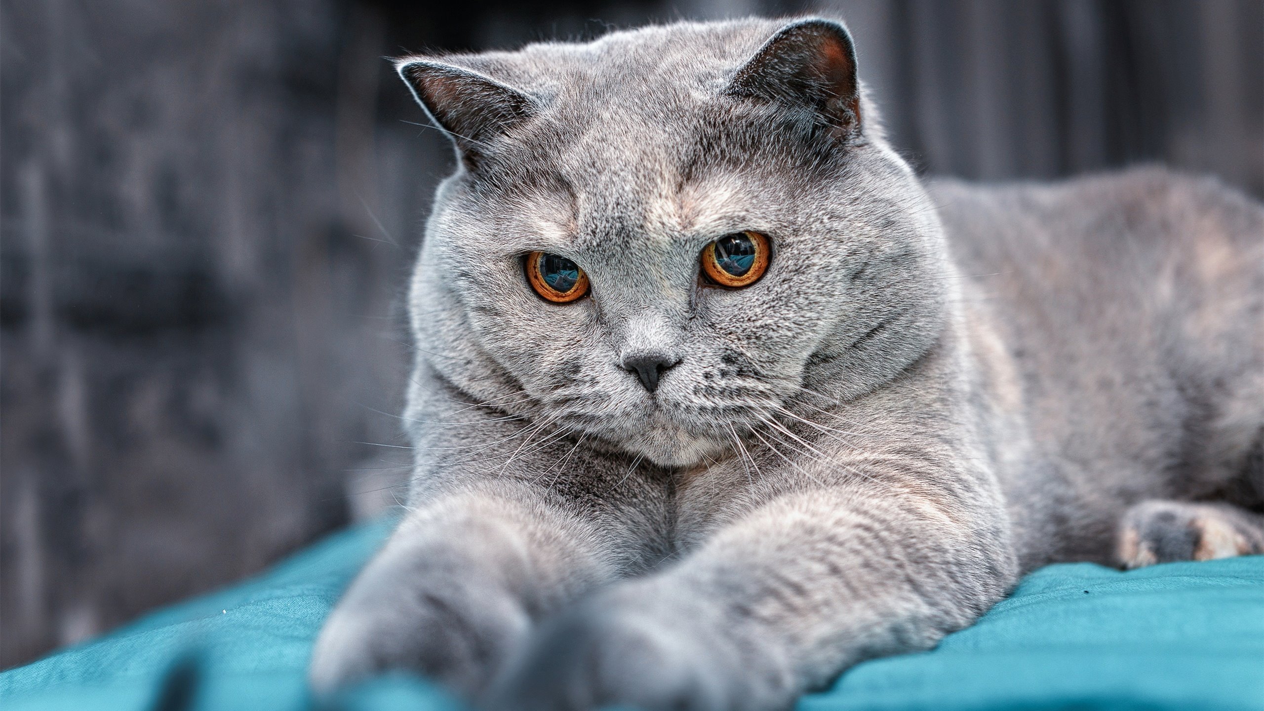 球员青少年时期伤病控制系统缺失