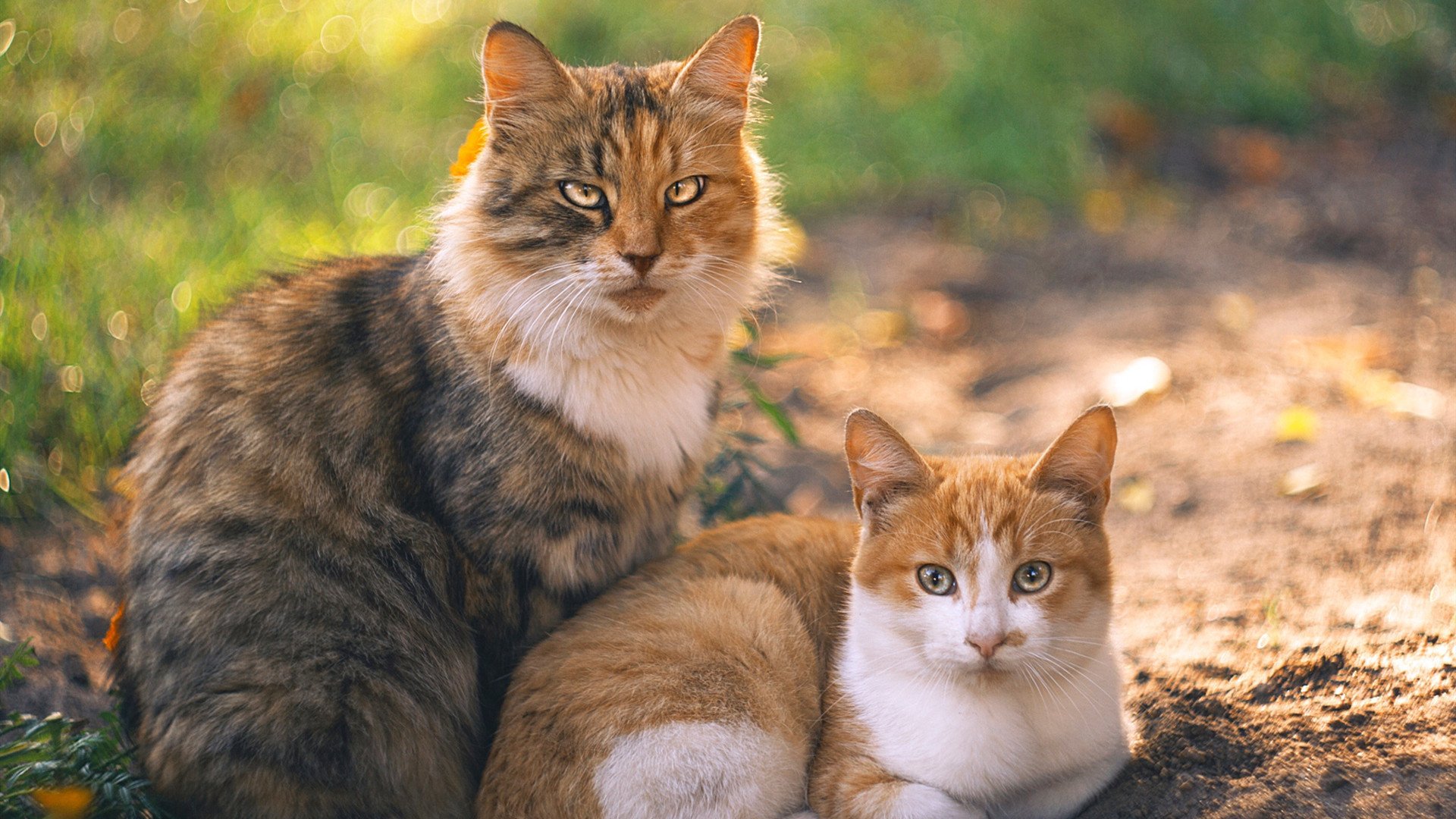LEYU SPORTS中国官方网站-男子仰泳项目表现持续稳定，男子仰泳比赛视频