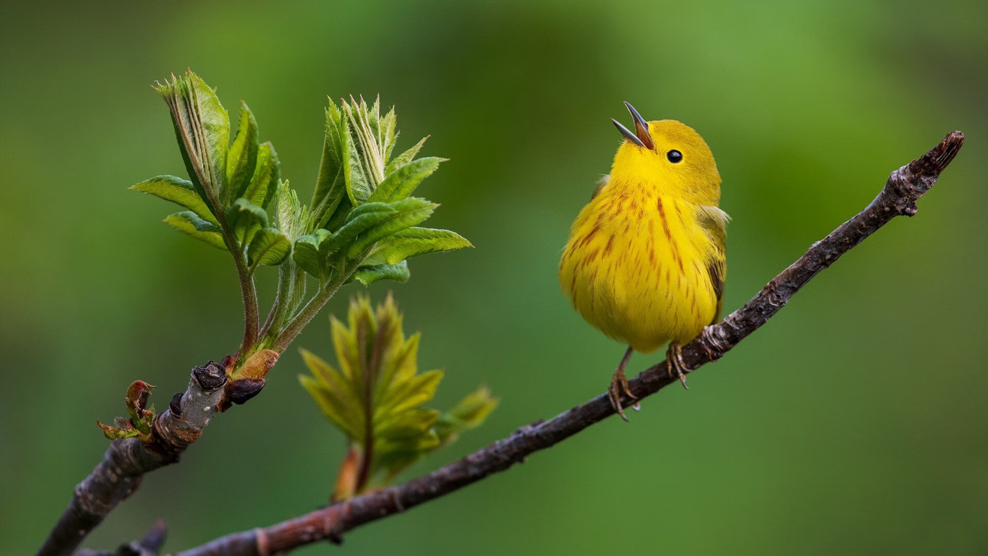 leyu乐鱼官网登录入口-罗马尼亚队在国际乒联混合团体世界杯中的突破与挑战，罗马尼亚乒乓球队