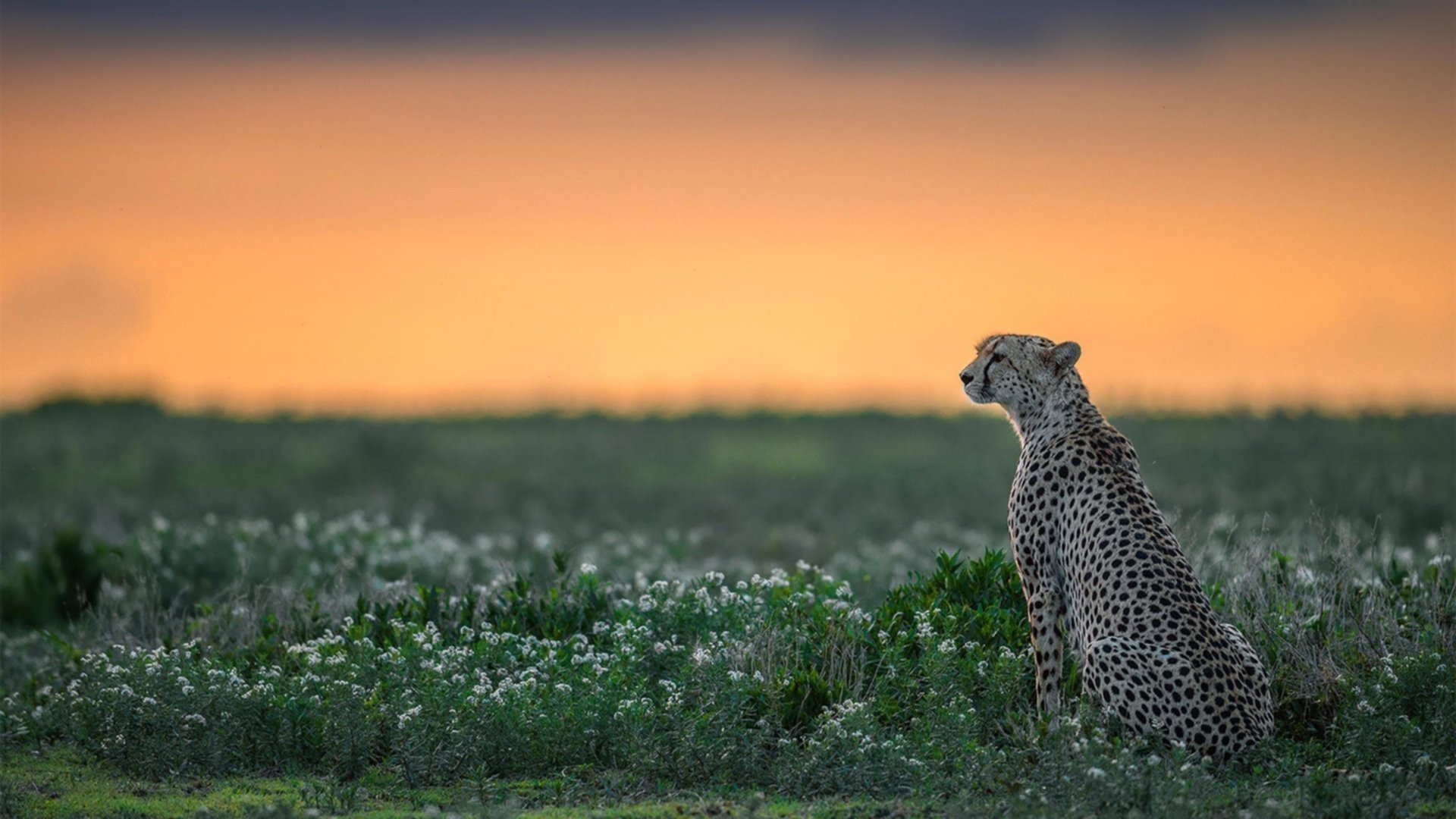 乐鱼体育平台官网-节奏调整是否应优先照顾核心球员习惯，合理把握调整节奏