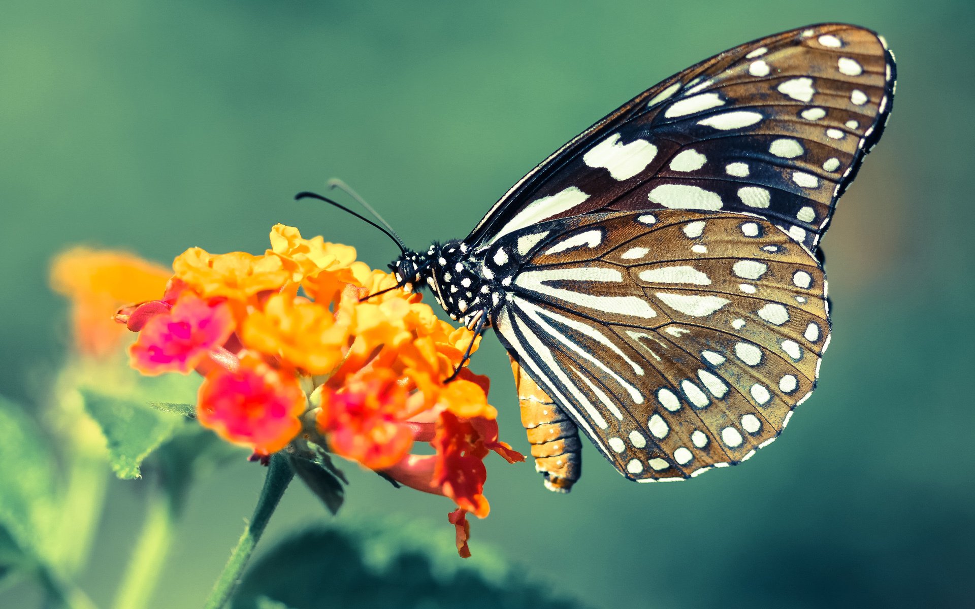 CBA球员自媒体运营日趋成熟扩大个人影响力，cba业余球员