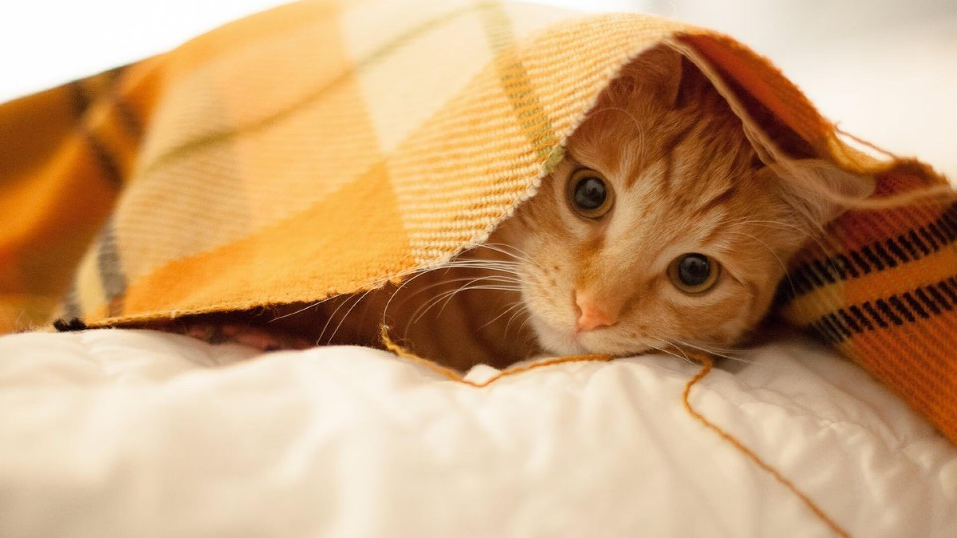 全黑队精准传球与快速反击，成橄榄球冠军赛中的杀手锏，橄榄球黑人教练