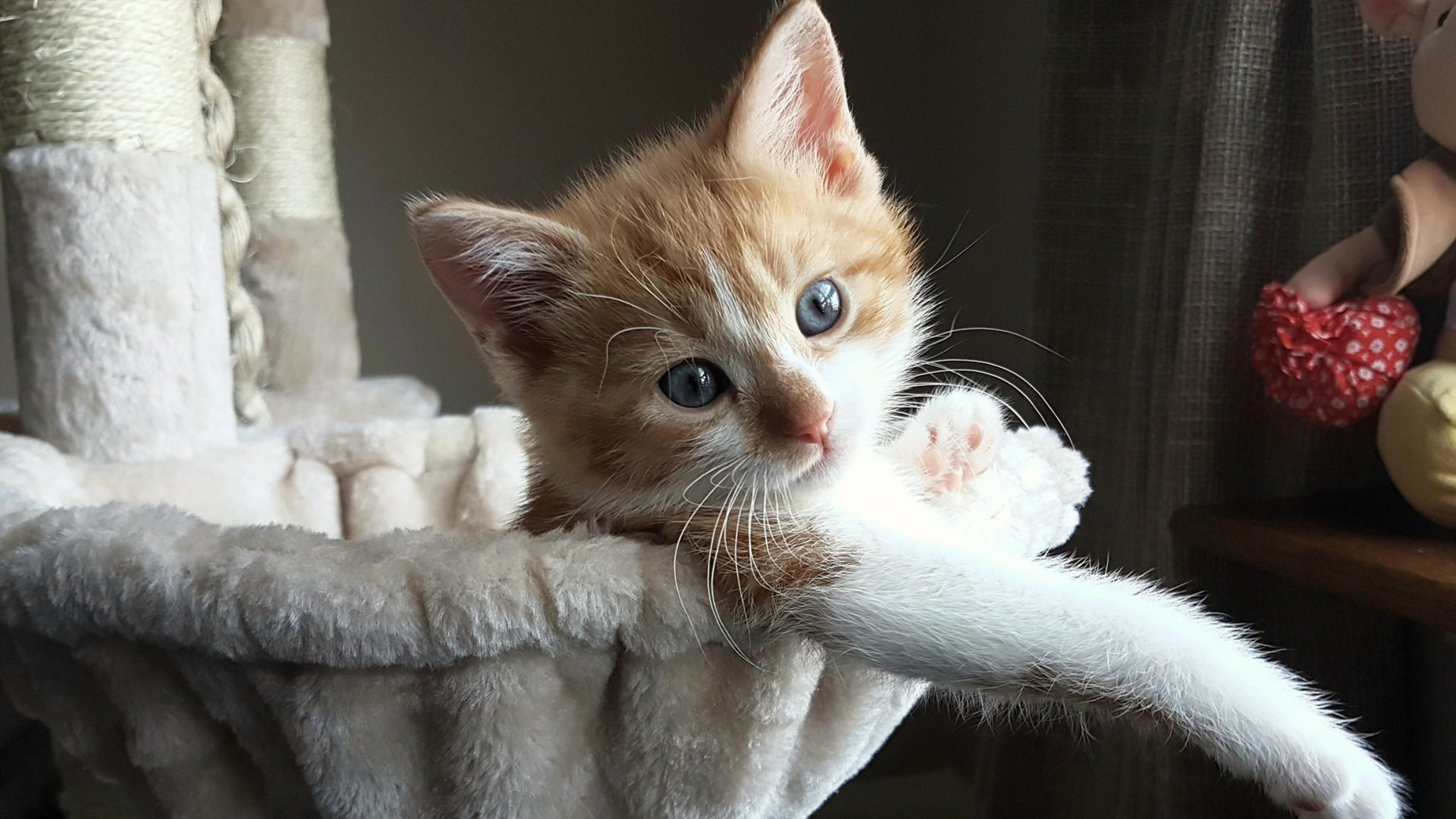 决赛焦点 阿莱克西不惧强敌冲线，阿莱克西亚第一形态